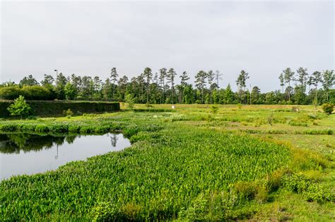 Constructed Wetland in Stormwater Management — Dragonfly Pond Works