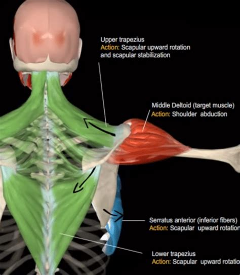 Lateral Raise To Build Your Shoulders | Benefits, Variations & Anatomy