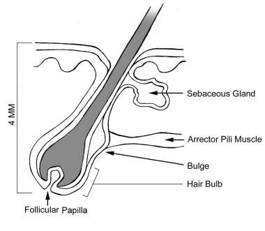 Hair Strand Anatomy