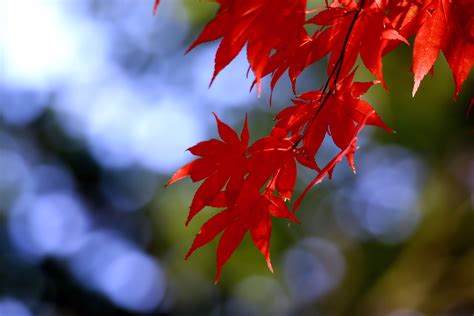 Free Images : nature, branch, wood, sunlight, flower, petal, botany, flora, season, maple tree ...