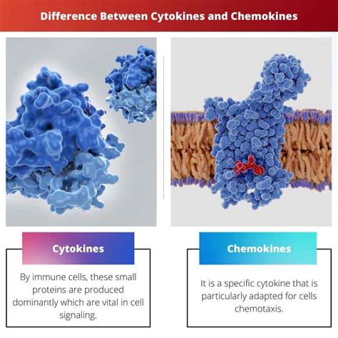 Cytokines vs Chemokines: Difference and Comparison