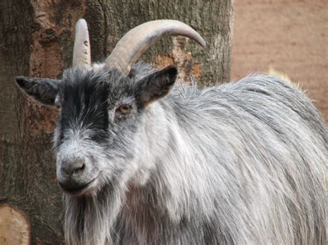 File:African Pygmy Goat 003.jpg