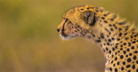 Cheetah Close-up Picture And HD Photos | Free Download On Lovepik