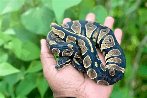 When Is Ball Python Breeding Season