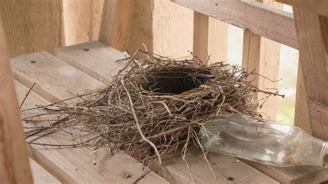 American Robin building nest over 3 days--time-lapse video - YouTube