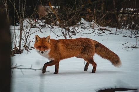 Red Foxes and Their Fur, Color, Hair, and Tails! - Floofmania