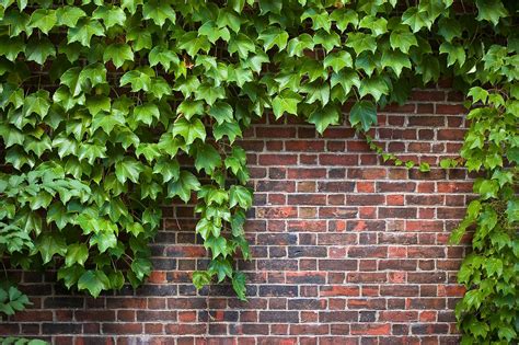 English Ivy | Wall climbing plants, Creeping vines, Ivy plants