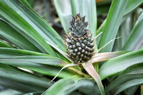 Guide: Indoor Pineapple Plant Care