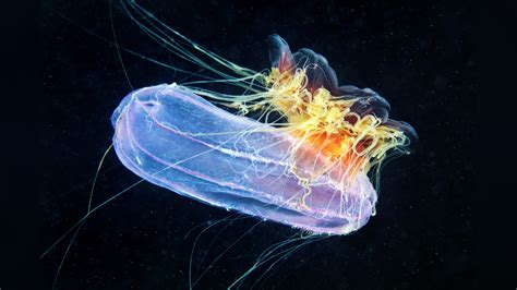 Cyanea capillata Lion´s mane jellyfish