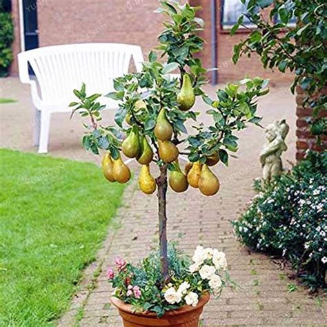 Bonsai Pear Tree Seeds 8 Seeds Grow Fruit Bearing Bonsai | Etsy