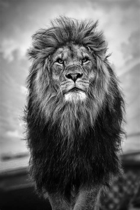 Lion - black and white by Takadk | Animal photography | Pinterest ...