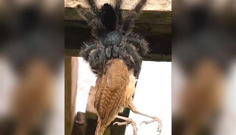 Video of spider eating a bird will give you goosebumps! Netizens ask ...