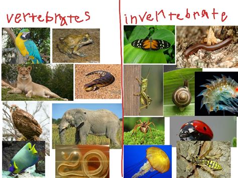 Pictures Of Vertebrates And Invertebrates