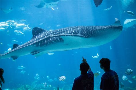 Big Fish, Big Celebration: Georgia Aquarium Hosts Whale Shark Day Activities | Georgia Aquarium