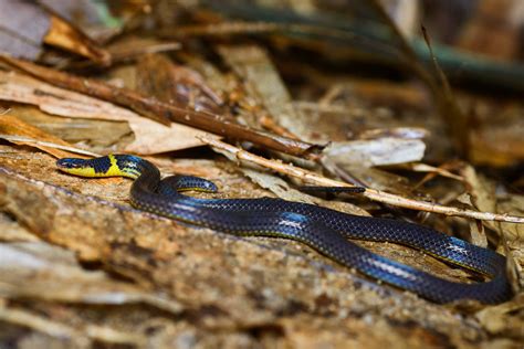 Calamaria pavimentata, Collared reed snake - Khao Sok Nati… | Flickr