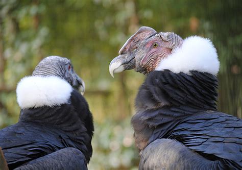 Andean Condor | Alexandria Zoo