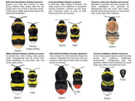 Ulting and Langford Trees: Bee Identification