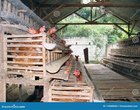 Traditional Poultry Farm with Eggs Laying on Stock Photo - Image of feed, bird: 110688684