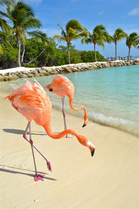 Flamingo Beach Aruba - Photo of the Day - Round the World in 30 Days | Round the World in 30 Days