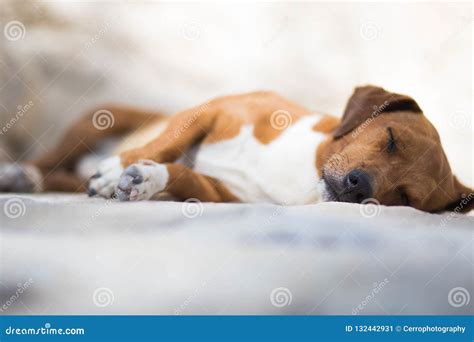 Cute Brown Puppy Dog Sleeping Portrait Stock Image - Image of little, baby: 132442931