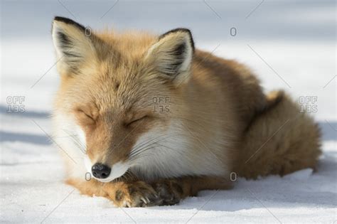 Northern red fox sleeping in snow stock photo - OFFSET