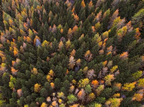 Download wallpaper 1024x768 autumn, trees, aerial view, paint autumn, forest standard 4:3 hd ...