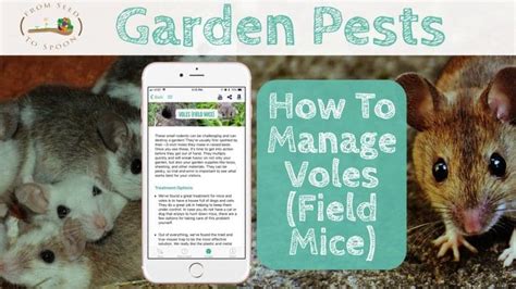 Garden Pests: How to Manage Voles (Field Mice) in Your Garden – From ...