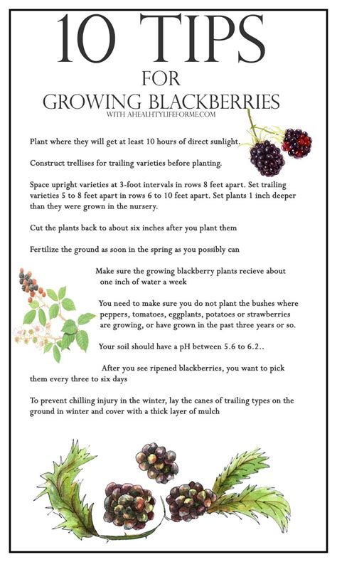 growing blackberries » A Healthy Life For Me