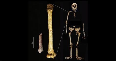 Homo floresiensis o nuestro antepasado "hobbit": el ancestro más ...