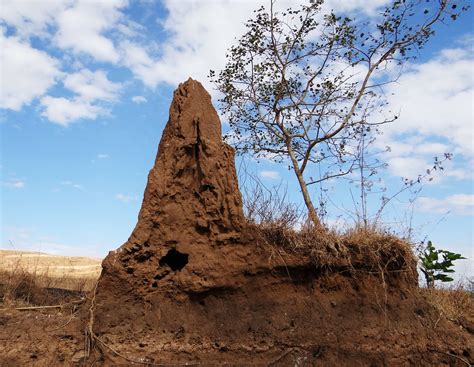 Termite hill,termites,termite mound,termitarium,termites' nest - free image from needpix.com