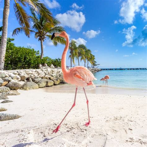 Flamingo Beach Aruba | How to Get There, Where to Stay