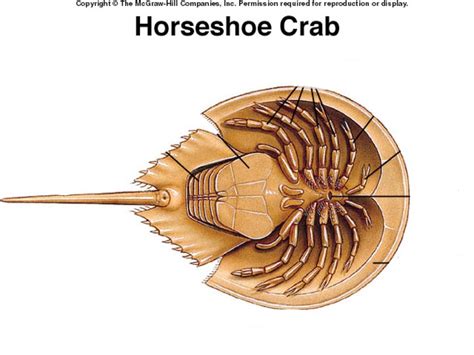 Chapter 7 Class Merostomata- Horseshoe Crab Anatomy Diagram | Quizlet