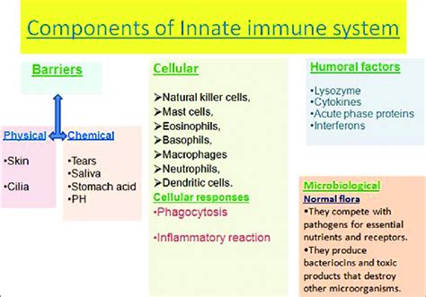 Updated details of innate immune system components | Download ...