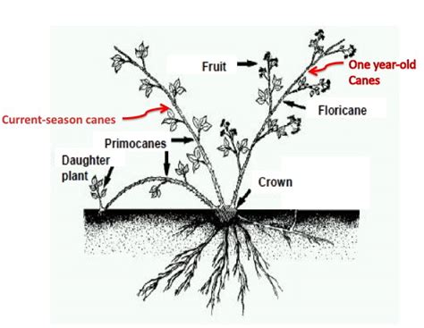 Blackberries Part I | Piedmont Master Gardeners