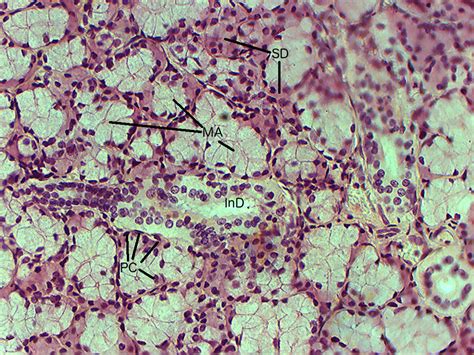 Sublingual salivary gland | Histology