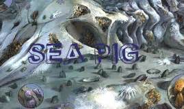 Sea Pig/ Scotoplanes by Teliza Henderson on Prezi