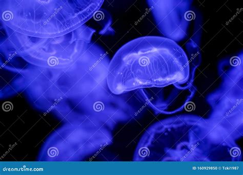 Moon Jellyfish Black Background Underwater Stock Photo - Image of clear, flow: 160929850