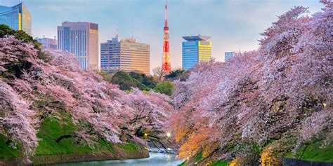 When to See Japan’s Cherry Blossoms and Where to Stay - Travelogues from Remote Lands