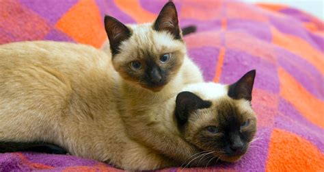 5 Things to Know About Siamese Cats - Petful