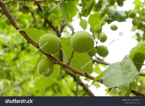 Fruits Japanese Plum Tree Stock Photo 2163560575 | Shutterstock