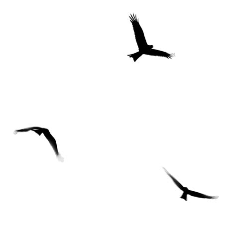 Three Flying Birds Silhouette