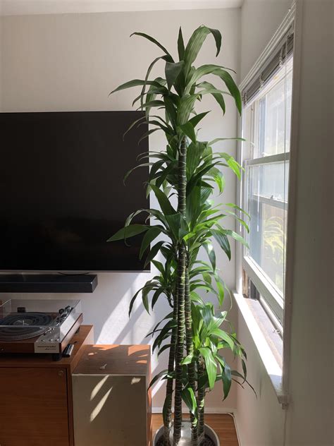 My first indoor house plant. Dracaena Lisa! Did I purchase too tall!? : r/plants