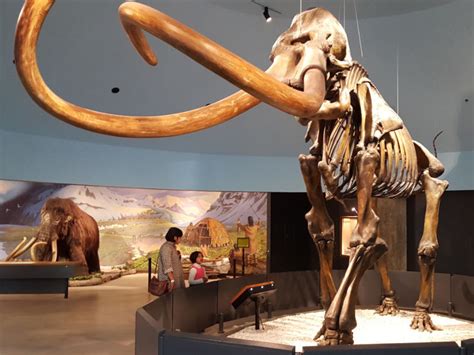 How could Ice Age tundra feed a mammoth? – Digi Crunch