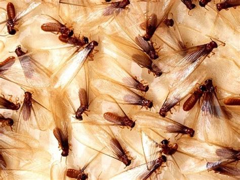 Intriguing Termite Facts - UF/IFAS Extension Manatee County