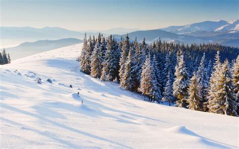 Nature winter, snow, pine trees, forest wallpaper | nature and ...