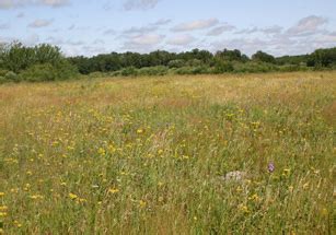 Prairie Types - Prairie Pollination