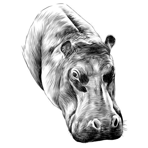 Hippo Sketch Vector Graphics Stock Vector - Illustration of large, mammal: 109526003