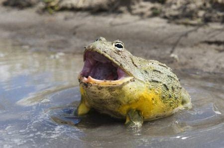 African Bullfrog Care Sheet | Reptiles' Cove