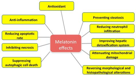 Melatonin Effects