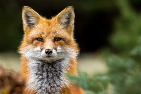 5 Facts You Probably Didn’t Know About Foxes - Varment Guard Wildlife Services